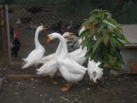 /album/del-encuentro-criadero/ocas-chinas-sdc10172-jpg/